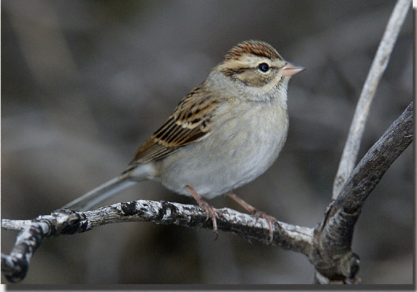 Chipping Sparrow