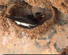 Cliff Swallow