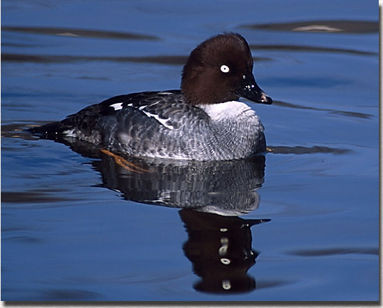 Common Goldeneye