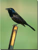 Common Grackle
