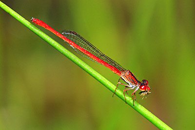 Desert Firetail damselfly (male)