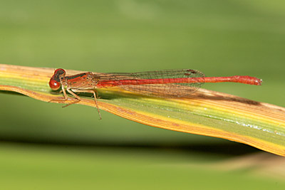 Desert Firetail damselfly (male)