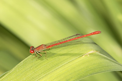 Desert Firetail damselfly (male)