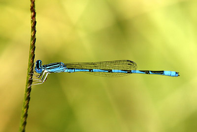 Double-striped Bluet (male)