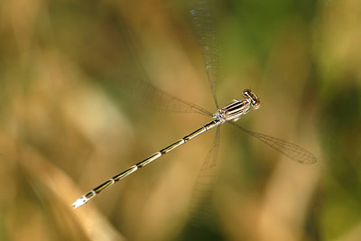 Double-striped Bluet (female)