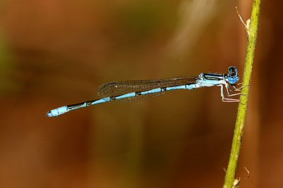 Double-striped Bluet (male)