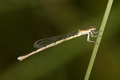 Double-striped Bluet (female)