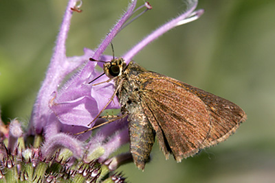 Dun Skipper (Euphyes vestris) 