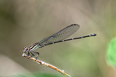 Dusky Dancer damselfly (young male)
