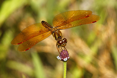 Eastern Amberwing dragonfly (female)