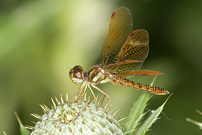 Eastern Amberwing dragonfly (female)