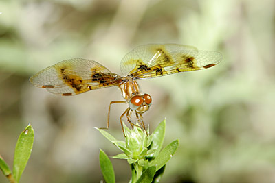 Eastern Amberwing dragonfly (male)