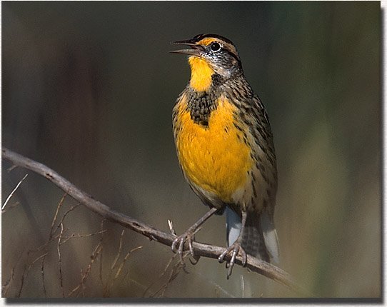 Eastern Meadowlark 