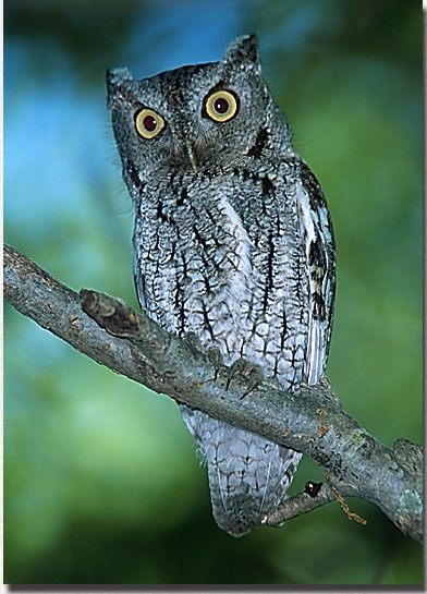 eastern-screech-owl