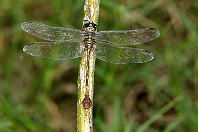 Five-striped Leaftail dragonfly