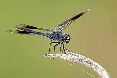 Four-spotted Pennant dragonfly