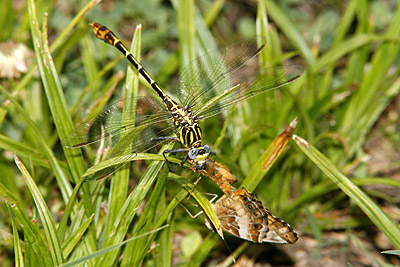 Four-striped Leaftail dragonfly (male)