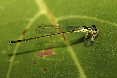 Fragile Forktail damselfly ( male)