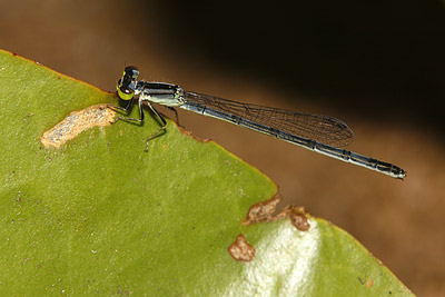 Fragile Forktail damselfly (female)