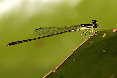 Fragile Forktail damselfly (male)