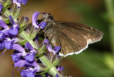 Funereal Duskywing Butterfly