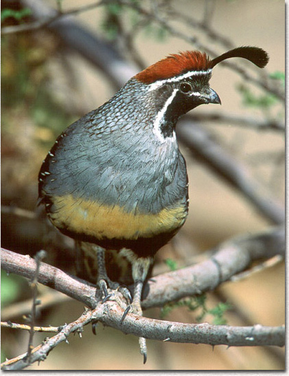 Gambel's Quail