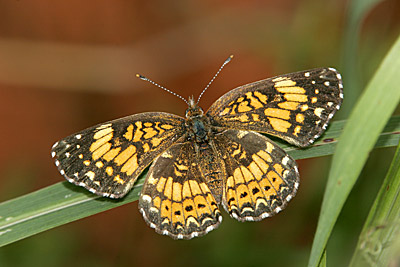 Gorgone Checkerspot butterfly