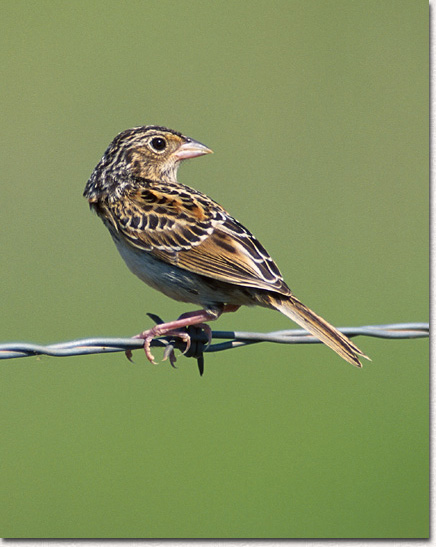 Grasshopper Sparrow