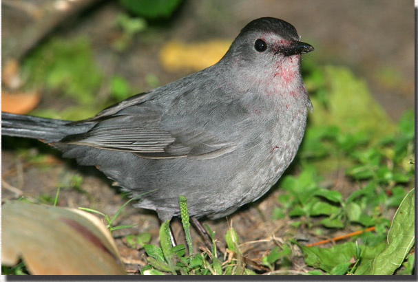 Gray Catbird