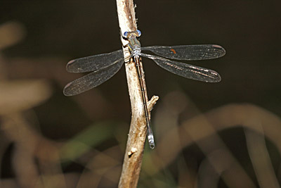 Great Spreadwing damselfly (male)