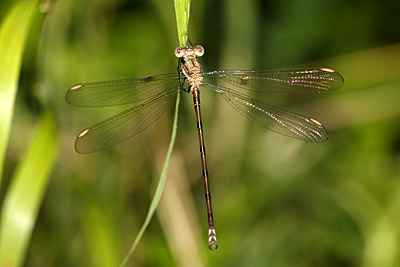 Great Spreadwing damselfly (female)