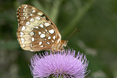 Great Spangled Fritillary (Speyeria cybele)