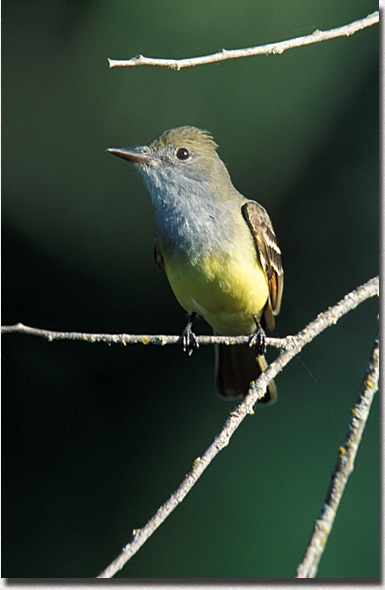 Great-crested Flycatcher