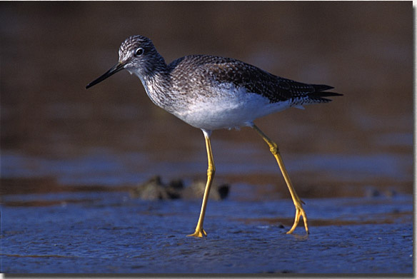 Greater Yellowlegs