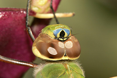 Common Green Darner (male)