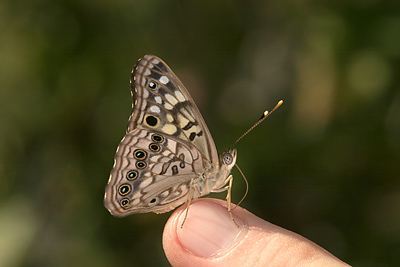 Hackberry Emperor (Asterocampa celtis) 