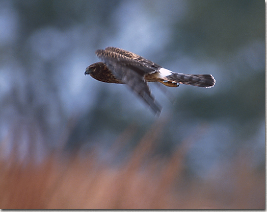 Northern Harrier