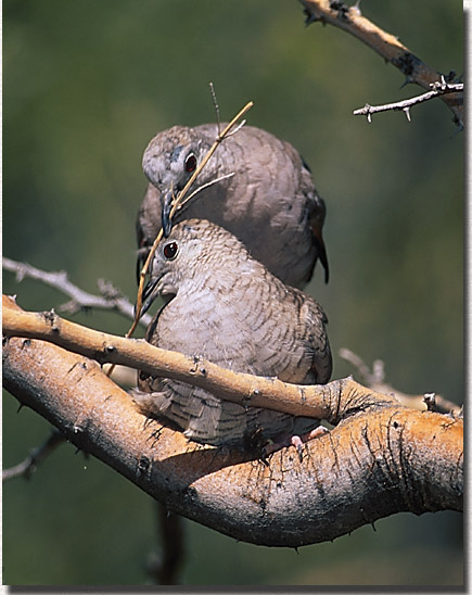 Inca dove building nest