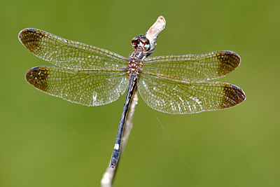 Jade-striped Sylph dragonfly female