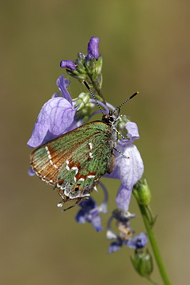 Banded Hairstreak (Satyrium calanus)