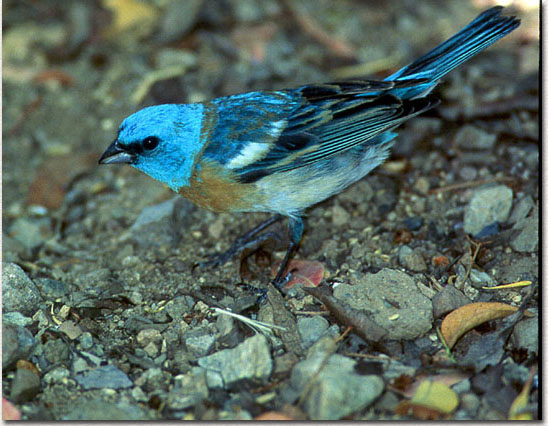 Lazuli Bunting