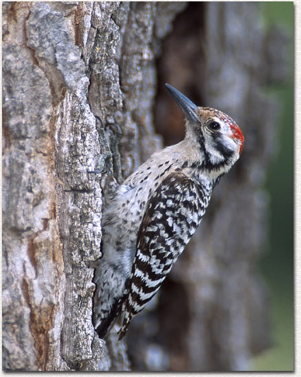 Ladder-backed Woodpecker