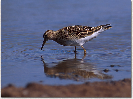 Least Sandpiper