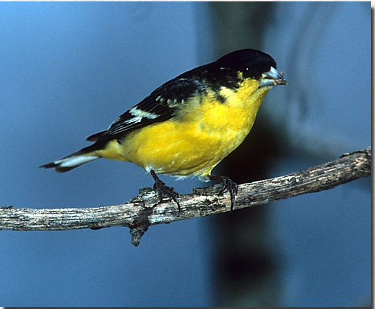 Lesser Goldfinch