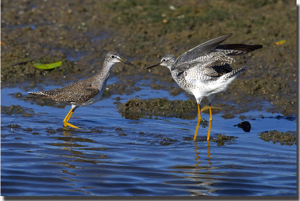 Lesser Yellowlegs