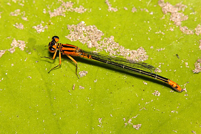 Lilypad Forktail damselfly (female)