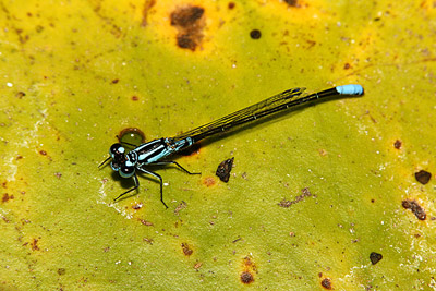Lilypad Forktail damselfly (male)