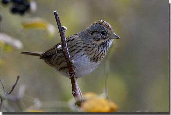 Lincoln's Sparrow