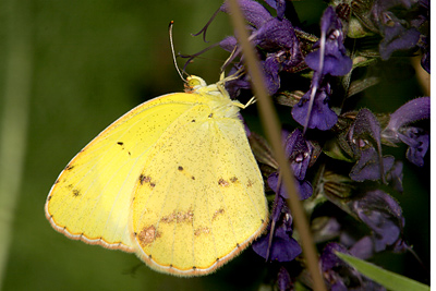 Little Yellow (Eurema lisa)