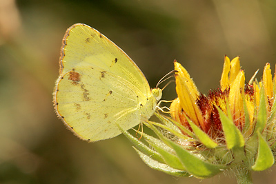 Little Yellow (Eurema lisa)